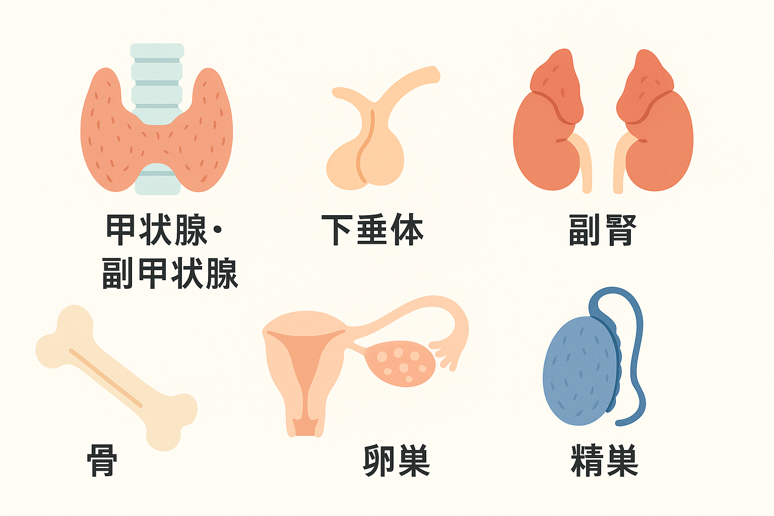甲状腺 内分泌